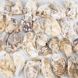 Conchas de ostra de bajo costo, conchas naturales de playa para manualidades y decoración, suministro directo del fabricante - Product Image 5