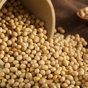 Wholesale Organic Soyabeans/ Soya Beans / <b>Soybeans</b> Available Directly From Austria Top Quality and Large Stock Fast Shipping - Product Image 5
