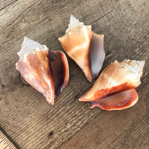 Assorted conch shell <b>beads</b> natural sea shells supplier <b>direct</b> price seashells for jewelry craft - Product Image 6
