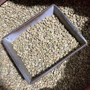 เมล็ดกาแฟโรบัสต้าเวียดนามสีเขียว ขนาด 18  แบบดิบ  จำหน่ายส่ง คุณภาพส่งออก สำหรับอุตสาหกรรมกาแฟ - Product Image 1