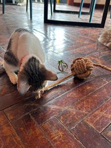 Jouet pour animaux de compagnie en fibre de coco naturelle en gros / Jouet à mâcher durable pour chien en forme de boule de coco / Jouet pour chien en écorce de coco au Vietnam au meilleur prix - Product Image 4
