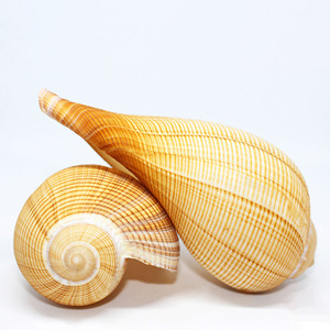 Coquillages pour projets créatifs, bonne affaire, coquillages naturels, coquillages de plage, accessoires pour aquarium. - Product Image 5