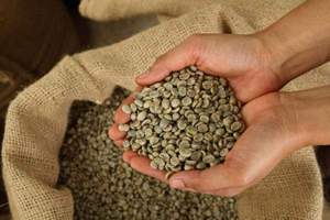 Premium Specialty Arabica Green <b>Coffee</b> <b>Beans</b> 100% Natural Unroasted Bulk Exporter Export Grade Green <b>Coffee</b> <b>Bean</b> Unroasted Pure - Product Image 6