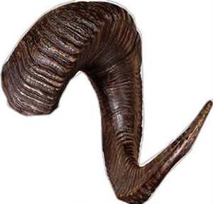 เขาแกะคู่แบบโค้งงอ - Product Image 1