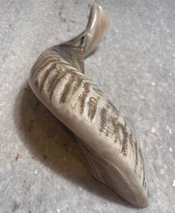 เขาสัตว์แกะขัดครึ่งหนึ่งแบบธรรมชาติสำหรับทำชอฟาร์ ขนาด 10-12 นิ้ว / 25-30 ซม. สำหรับชาวชาวยิว - Product Image 4