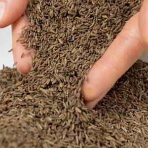 เมล็ดยี่หร่าอบแห้งเกรดอาหาร พร้อมตรา GI  1 กก. สำหรับปรุงรสและทำอาหาร - Product Image 5
