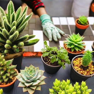 Poudre de fumier de vache séché de haute qualité, engrais organique 100% naturel et biologique, booster de sol naturel, engrais naturel pour l'agriculture - Product Image 1