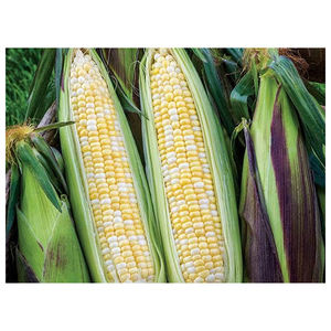 Maïs jaune pour la consommation humaine et l'alimentation animale - Product Image 1