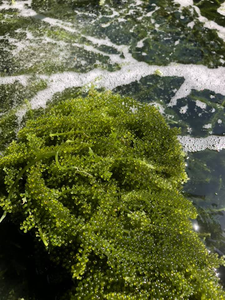 Uvas de Mar Deshidratadas Frescas de Calidad de Exportación | Duración de vida útil de 12 meses |   Soporte de Marca Privada OEM - Product Image 2