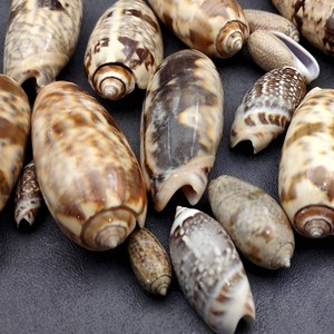Fournisseur direct de décorations de fête tropicales en coquillages de mer premium du Vietnam, prix direct, coquillages bruts. - Product Image 5