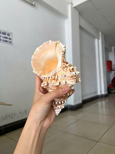 Natural Triton’s Trumpet Shell Large Sea Shell for Home Decor Vietnam Factory Bulk Manufacturer Export - Product Image 3