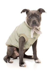 Chaquetas para mascotas con cuello redondo acanalado, ropa de diseño único estilo hip hop, ropa de moda para perros, ropa exterior, chaqueta acolchada y abrigos. - Product Image 3