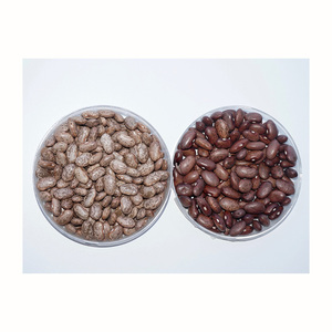 Semillas de Frijoles Pinto Naturales |   Frijoles Pinto Egipcios Directo de Fábrica - Product Image 1