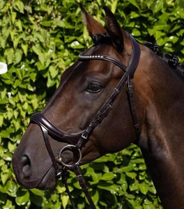 Harnais réglable pour chevaux de petite taille (potel et jeune cheval), mini-harnais léger pour l'entraînement équin - Product Image 4