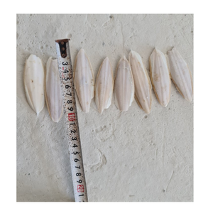Alimento Premium de Hueso de Sepia para Aves, Ideal para Periquitos, Cacatúas, Agapornis y Loros Pequeños - Product Image 2