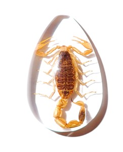 Golden Scorpion Real Specimen Plastic Cabochon Pear Cut <b>Top</b> 46x30 mm Clear Flat Bottom for Crafts and Jewelry Making - Product Image 2