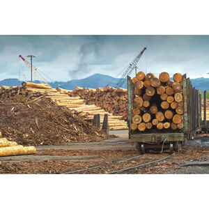 Troncos de Madera de Eucalipto para Producción a Gran Escala, Fabricación de Muebles y Uso Industrial, Suministro de Vietnam - Product Image 1