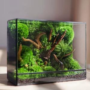 Terrarium en verre moderne avec base en bois, pot décoratif d'intérieur pour la maison, le bureau, la table de café et un intérieur élégant, provenant d'Inde. - Product Image 5