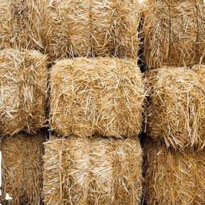 Nutri Straw Pro de alta calidad, ecológico, 100%, paja de trigo Natural seca, alimentación animal eficiente para ganado - Product Image 3