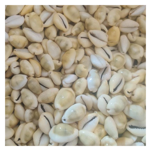 Natural Style Cowrie Shell for Decoration and DIY Crafts with Wholesale Pricing and Bulk Supply - Product Image 2