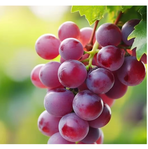 Raisins noirs frais naturels, récolte premium, fruits sucrés pour consommation quotidienne, vente au détail, vente en gros, approvisionnement international, qualité Ocean - Product Image 3
