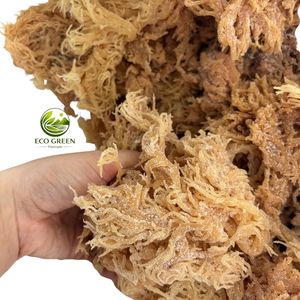 Musgo Marino Seco Crudo a Precio Económico, Musgo Irlandés Dorado, Algas Cottonii, Musgo Marino Silvestre Orgánico a Granel para Fabricantes - Product Image 5
