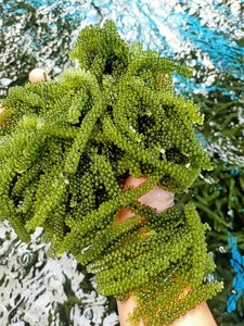 Offre Spéciale 2026 : Raisins de Mer Déshydratés du Vietnam – Caviar Vert Séché Premium pour l'Exportation - Product Image 5