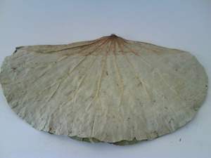 แช่แข็งใบบัวธรรมชาติ100% ชาใบบัวแช่แข็งมุมใบบัว - Product Image 5