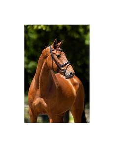 Bridon d'équitation anglais en cuir véritable avec nezier rembourré surélevé, doublure douce et rênes lacées – Équipement équestre - Product Image 5