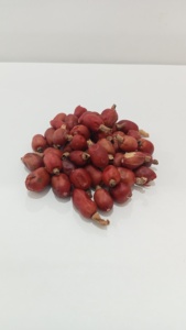 เมล็ดอัลพินีญา กาลัง - Product Image 3