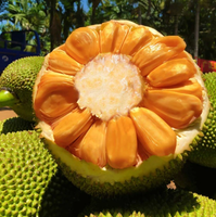 Vietnamese rode jackfruit, bulk, pitloos, gepeld en gereinigd, natuurlijke zoete smaak, diepvries tropisch fruit, klaar om te eten