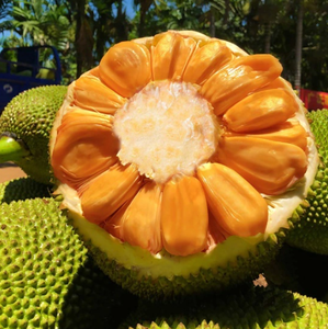 Jaca Roja Vietnamita Congelada Sin Semillas, Fruta Tropical Lista para Usar, Proveedor al por Mayor - Product Image 3