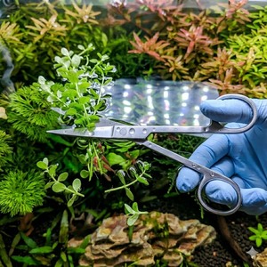 Tijeras de 10 Pulgadas para Cortar Plantas Acuáticas, Acero Inoxidable, Herramienta de Poda para Acuarios, OEM - Product Image 1