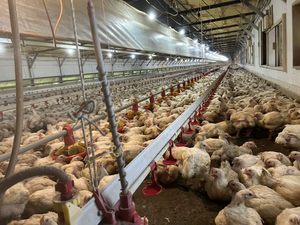 Rare Grades Excellent Quality Japan Chicken Manure Reduced Odor Fermented Slow Release Organic <b>Fertilizer</b> For All Plants - Product Image 2