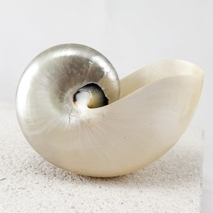 Concha de nautilus blanca para decoración costera, buen precio, conchas marinas naturales, venta al por mayor de conchas marinas - Product Image 1