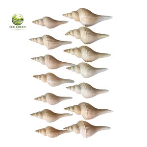 Conchas Decorativas Naturales Grandes para Paisajismo de Acuarios y Decoración de Jardines - Product Image 4