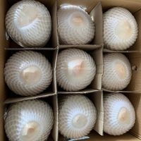 Kelapa Hijau Segar Grosir |   Produsen & Eksportir Vietnam