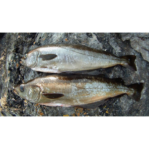 Poisson de pollock d'Alaska frais et de qualité supérieure, idéal pour les services de restauration commerciale et les applications culinaires à domicile - Product Image 1