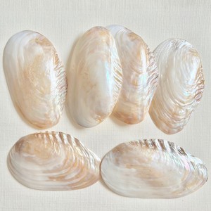 Vente chaude divers types coquillage et perle matériel meilleur prix M O P nacre coquille - Product Image 3