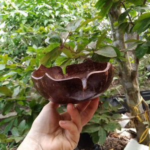 Natural Coconut Shell Bowls Set | Eco Friendly Handmade <b>Dinnerware</b> | Wholesale Kitchen Set 2026 - Product Image 1