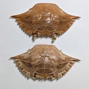 เปลือกปูคุณภาพสูง แห้งธรรมชาติ สะอาด สำหรับตกแต่งอาหารและร้านอาหาร - Product Image 3