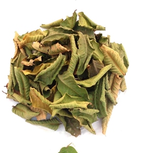 Hojas de Guayaba Premium, Amrud Patta, Psidium Guajava, Hojas de Té de Hierbas Secas al Sol Naturales, Proveedor Mayorista de Exportación de Rajasthan - Product Image 2