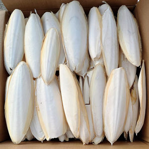 Mejor Precio Económico, Hueso de Sepia Congelado y Seco de Alta Calidad de Alemania para Mayoristas y Compradores - Product Image 1