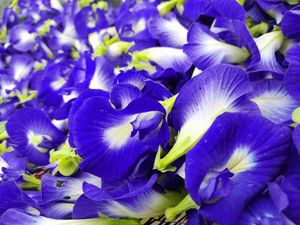 Standard Bulk <b>Dried</b> Butterfly Pea Flowers Natural Blue <b>Petals</b> Organic Herbal Slimming Tea Vacuum Pack Beverage Processing Use - Product Image 4