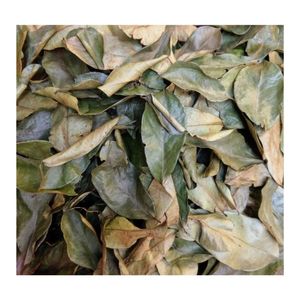 Hojas de Graviola de Calidad Premium para Menús de Lujo en Salones de Té y Sistemas de Carga a Granel para Exportación de Alta Resistencia - Product Image 5