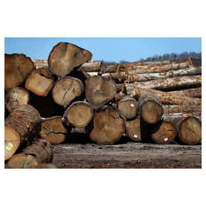 Bûches de chêne, bois dur, rondins de bois pour la fabrication de meubles, panneaux, revêtements de sol et contreplaqués, vente en gros, exportation - Product Image 1