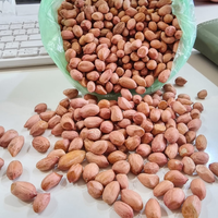Arachides de Java séchées brutes de qualité supérieure, sans OGM, faibles en gras, riches en protéines, brun doré, format jumbo, en vrac, de haute qualité, naturelles