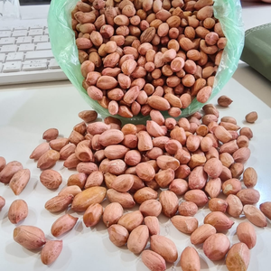 ถั่วลิสงจาวาอบแห้งพรีเมียม ปลอดจีเอ็มโอ ไขมันต่ำ โปรตีนสูง สีน้ำตาลทอง ขนาดจัมโบ้ จำหน่ายส่ง คุณภาพสูง ถั่วลิสงธรรมชาติ - Product Image 1