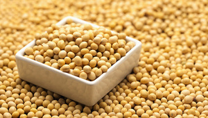 Soja jaune séché indien en vrac, fermenté, qualité alimentaire humaine - Product Image 5