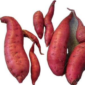 Batata de granja en Vietnam con grandes cantidades lista para enviar vacaciones - Product Image 1